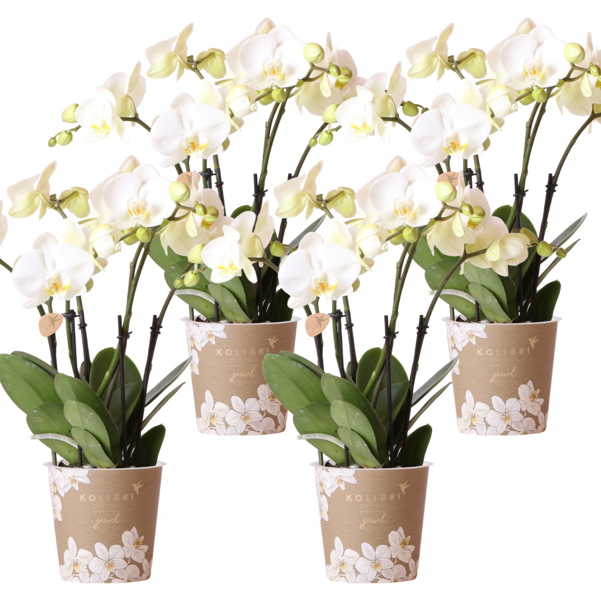 Lot de 4 orchidées Phalaenopsis blanches 'Ghent' - Ø12cm - Plantes d'intérieur