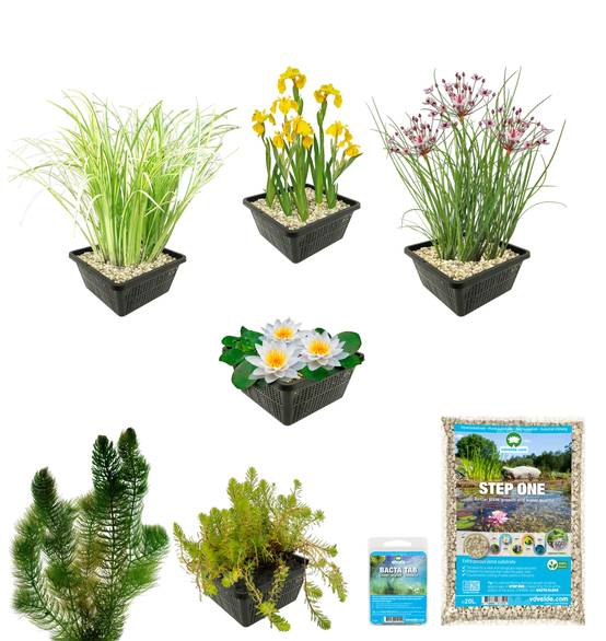 0 - Pack Complet Bassin Indigène 100-400L - Oxygénantes & Berge - Rustique - Image 3