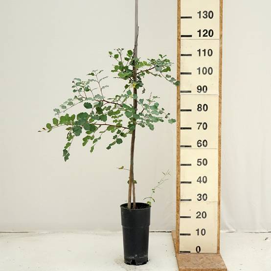 Caroubier - Ceratonia siliqua Pot de 6L/7L - Image 2