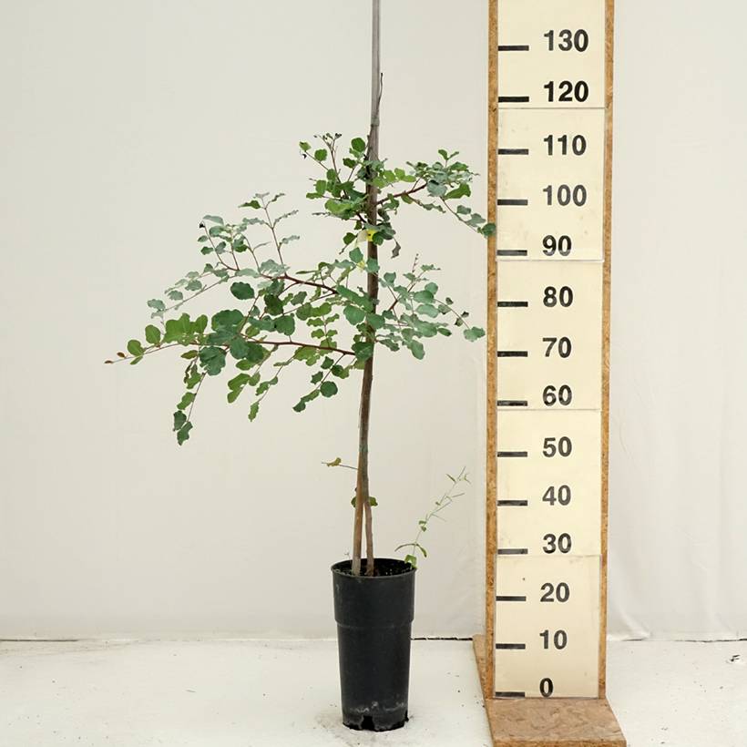 Caroubier - Ceratonia siliqua Pot de 6L/7L - Image 2