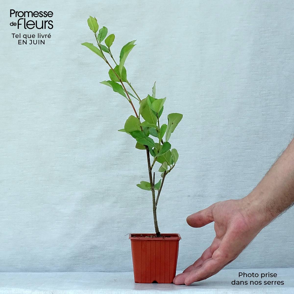 Aronia arbutifolia Brilliant Godet de 8/9 cm - Image 2