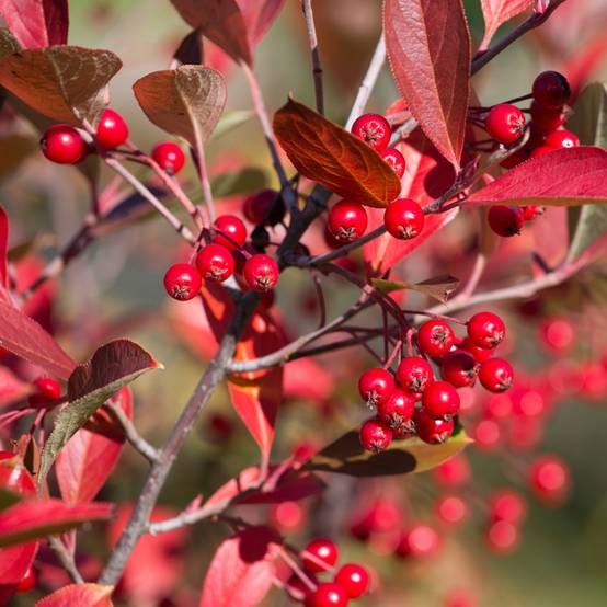 Aronia arbutifolia Brilliant Godet de 8/9 cm - Image 1