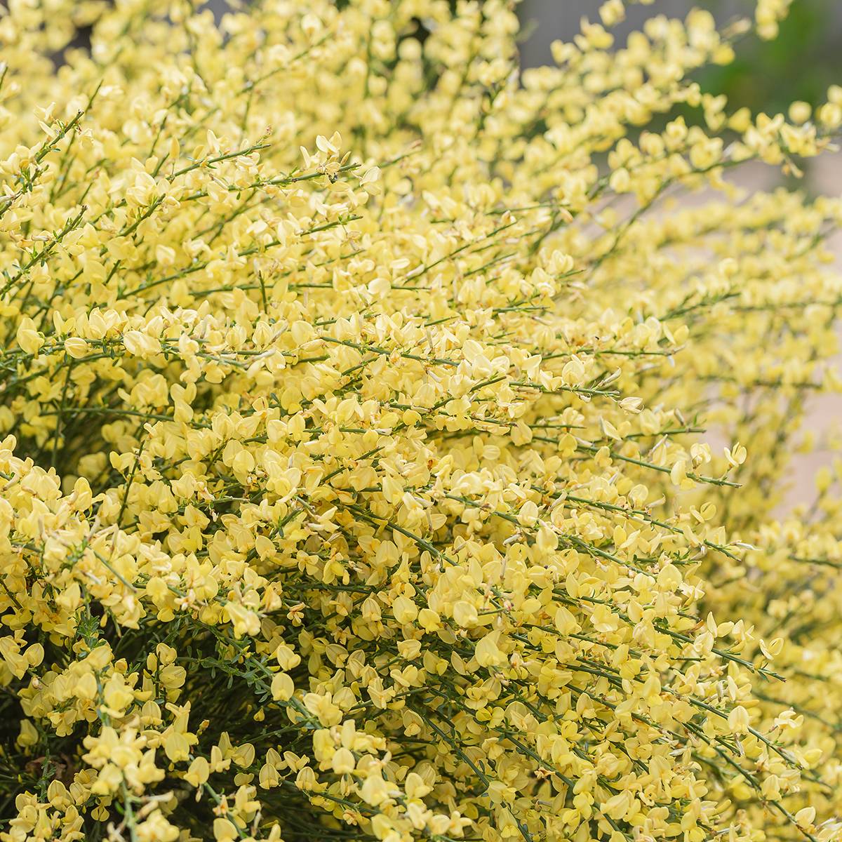 Promesse de Fleurs - Genêt précoce - Cytisus x praecox Godet de 8/9 cm - Image 1