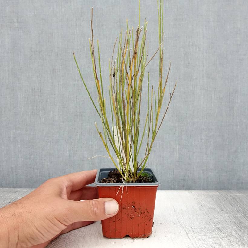 Promesse de Fleurs - Genêt précoce - Cytisus x praecox Godet de 8/9 cm - Image 2