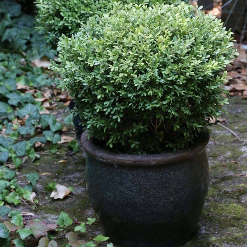 Buis - Buxus microphylla Rococo Pot de 3L/4L - Image 1