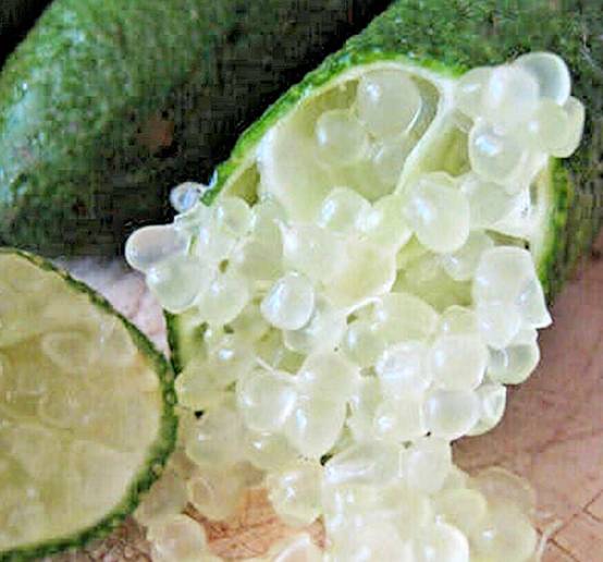 0 - Microcitrus australasica pulpe or (Caviar de citron) Pot de 9 litres -140/160 cm - Image 2