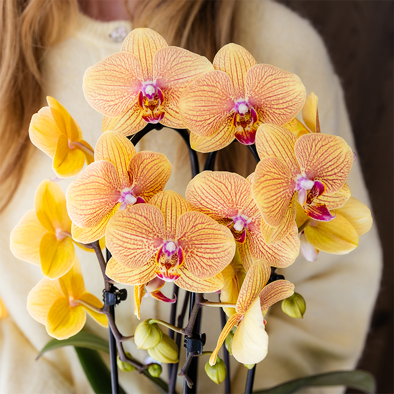 Orchidée Phalaenopsis 'Niagara Falls Sunny Bunny' jaune et rose - Pot de 12cm - Plantes d'intérieur - Image 3