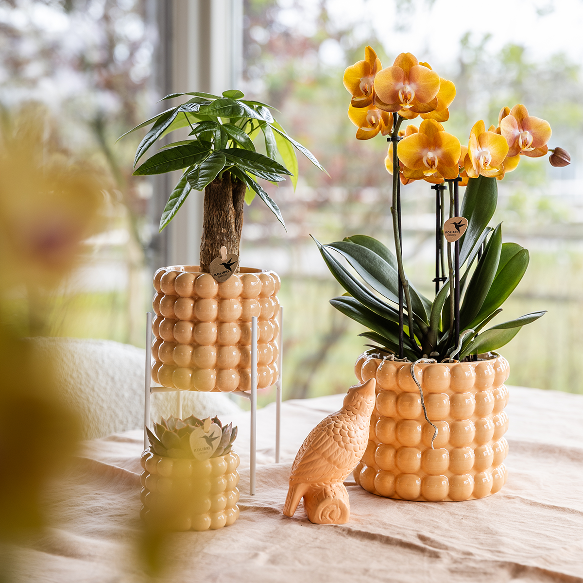 Orchidée Phalaenopsis 'Niagara Falls Sunny Bunny' jaune et rose - Pot de 12cm - Plantes d'intérieur - Image 6