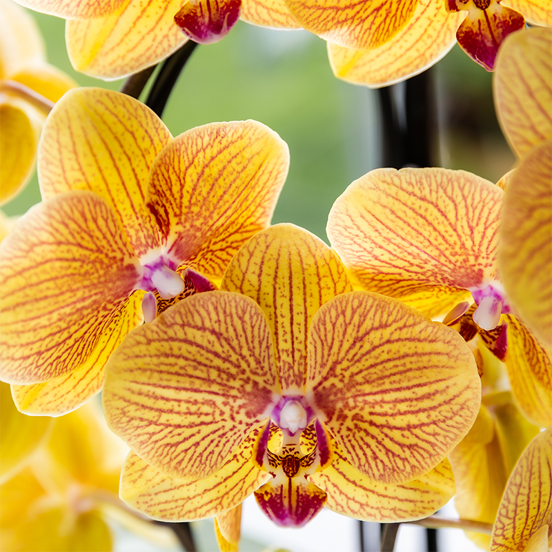 Orchidée Phalaenopsis 'Niagara Falls Sunny Bunny' jaune et rose - Pot de 12cm - Plantes d'intérieur - Image 4