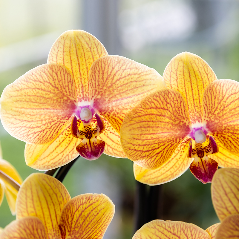 Orchidée Phalaenopsis 'Niagara Falls Sunny Bunny' jaune et rose - Pot de 12cm - Plantes d'intérieur - Image 2