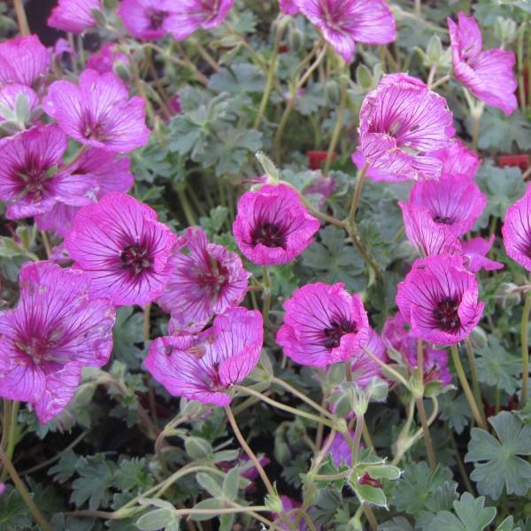 Promesse de Fleurs - Géranium vivace cinereum Carol Godet de 8/9 cm