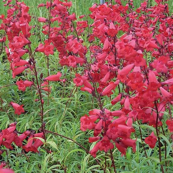 Promesse de Fleurs - Penstemon hybride Schoenholzeri - Galane Godet de 8/9 cm