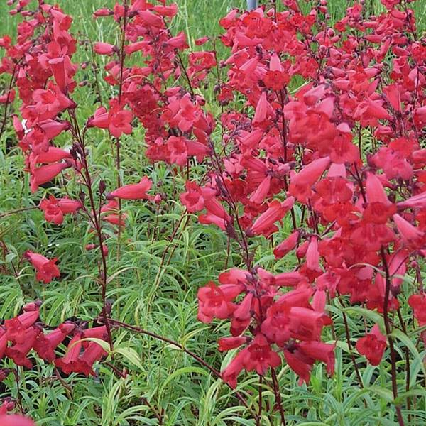 Promesse de Fleurs - Penstemon hybride Schoenholzeri - Galane Godet de 8/9 cm