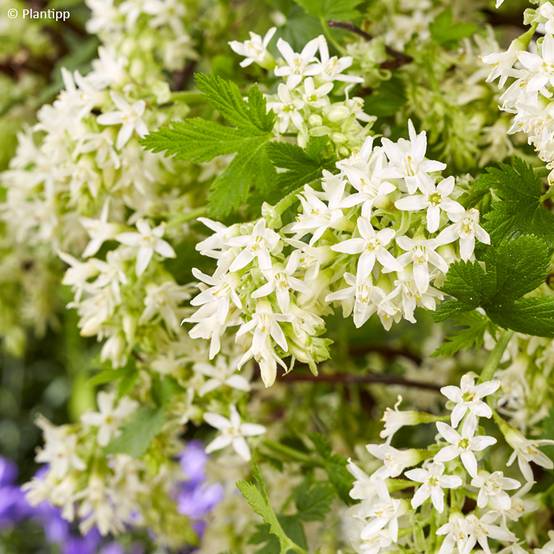 Promesse de Fleurs - Ribes sanguineum Oregon Snowflake - Groseillier à fleurs Pot de 3L/4L - Image 1