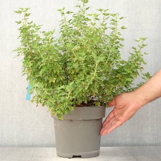Promesse de Fleurs - Ribes sanguineum Oregon Snowflake - Groseillier à fleurs Pot de 3L/4L - Image 2