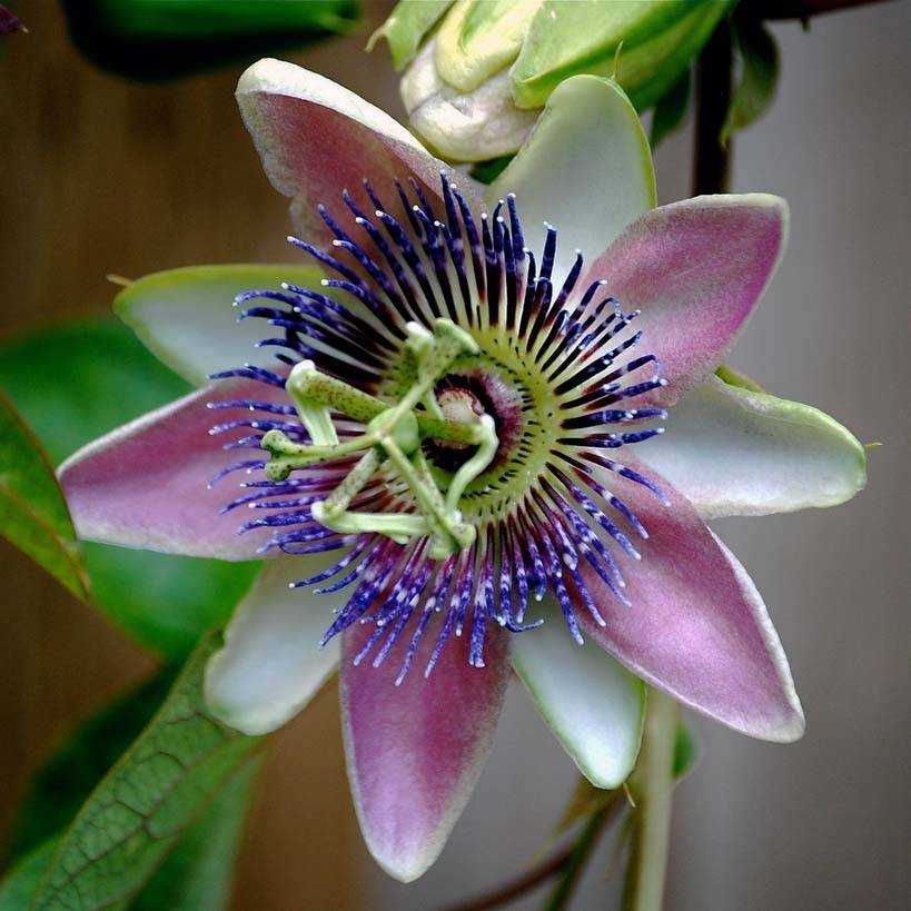 Passiflora allardii - Fleur de la Passion Pot de 2L/3L