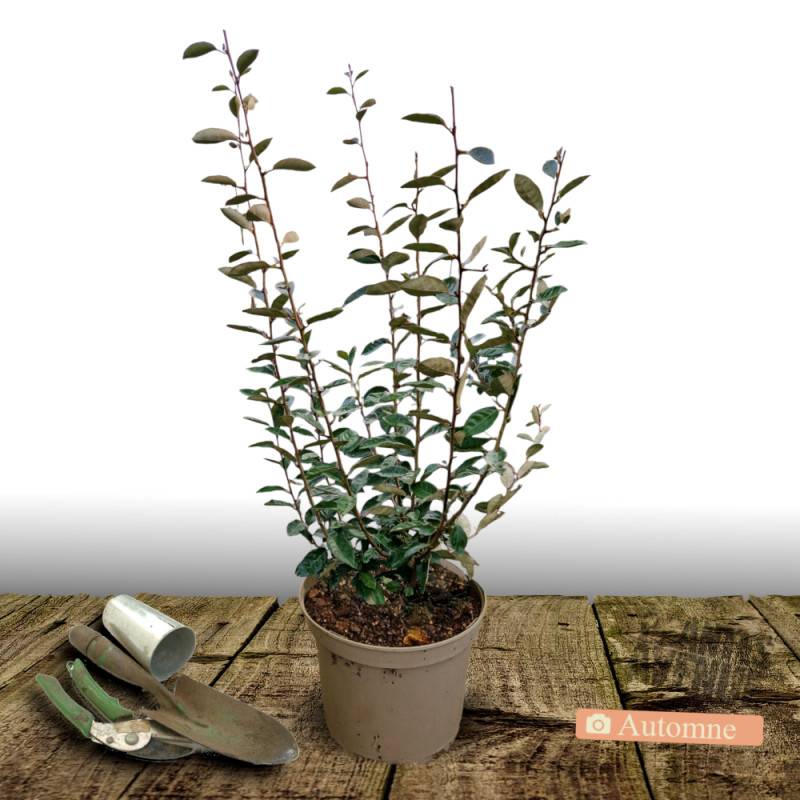 Elaeagnus Compacta, Chalef compact à fleurs Blanche - feuillage Persistant - Pot de 5L - 40/60 cm-  hauteur à maturité De 1,50 m à 2,00 m - Image 2