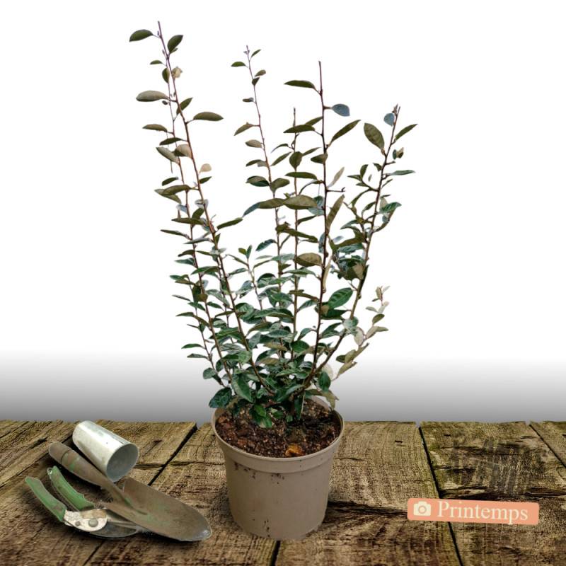Elaeagnus Compacta, Chalef compact à fleurs Blanche - feuillage Persistant - Pot de 5L - 40/60 cm-  hauteur à maturité De 1,50 m à 2,00 m - Image 5