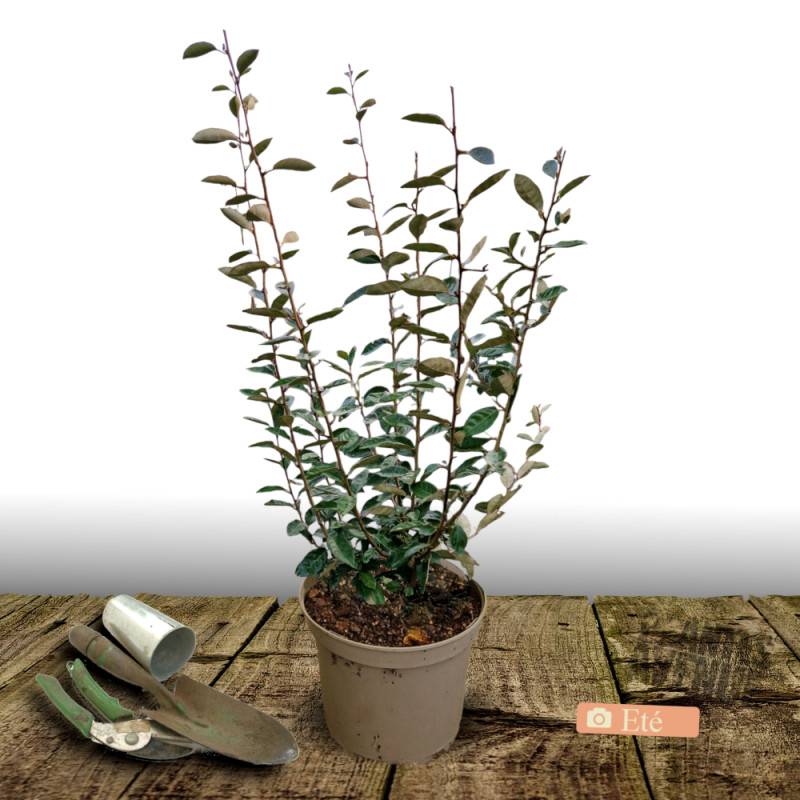 Elaeagnus Compacta, Chalef compact à fleurs Blanche - feuillage Persistant - Pot de 5L - 40/60 cm-  hauteur à maturité De 1,50 m à 2,00 m - Image 3
