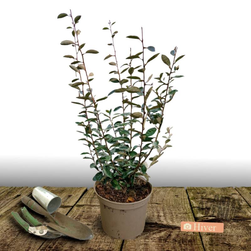 Elaeagnus Compacta, Chalef compact à fleurs Blanche - feuillage Persistant - Pot de 5L - 40/60 cm-  hauteur à maturité De 1,50 m à 2,00 m - Image 4