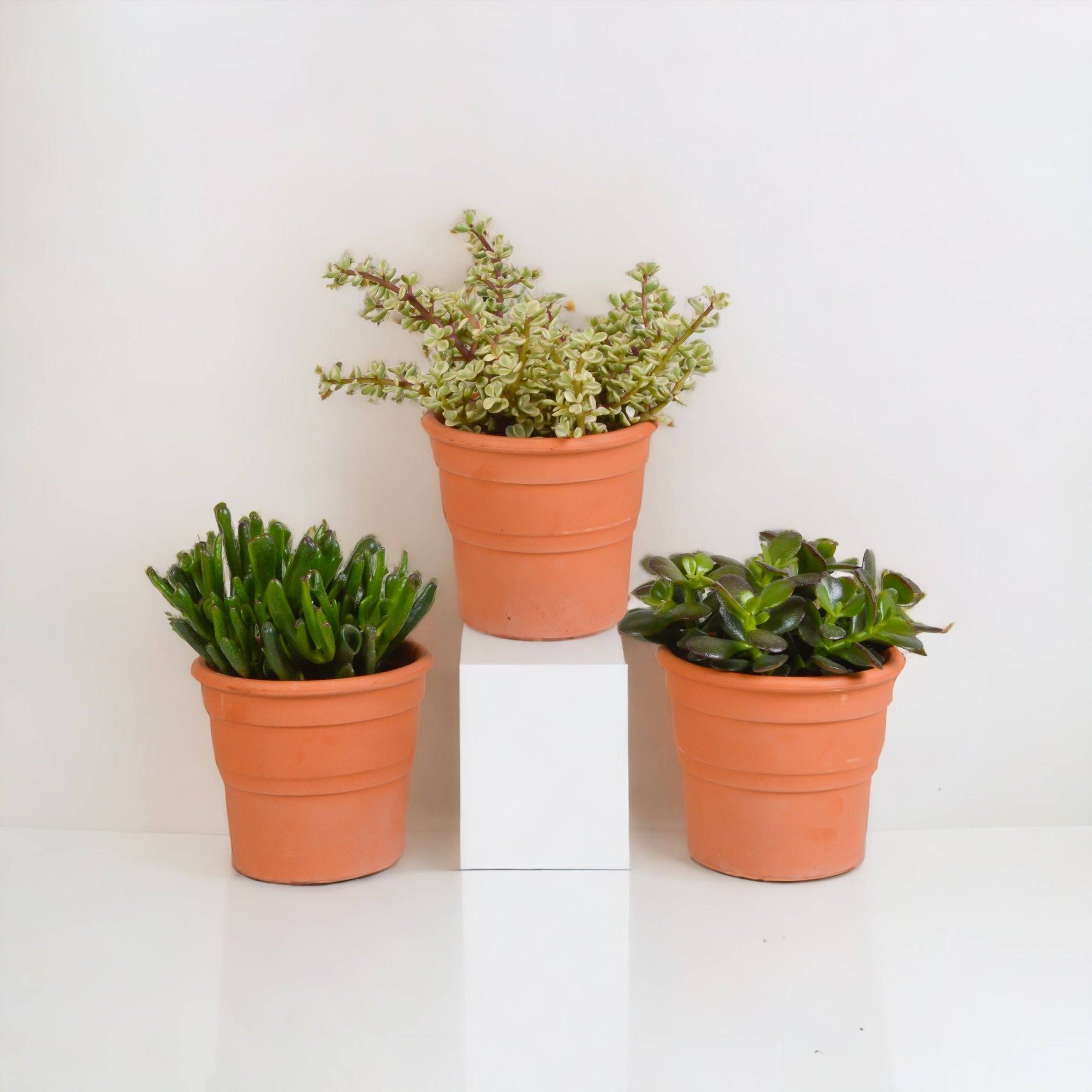 Coffret crassula et ses caches-pots terracotta - Lot de 3 plantes, h21cm- La Green Touch - Image 1