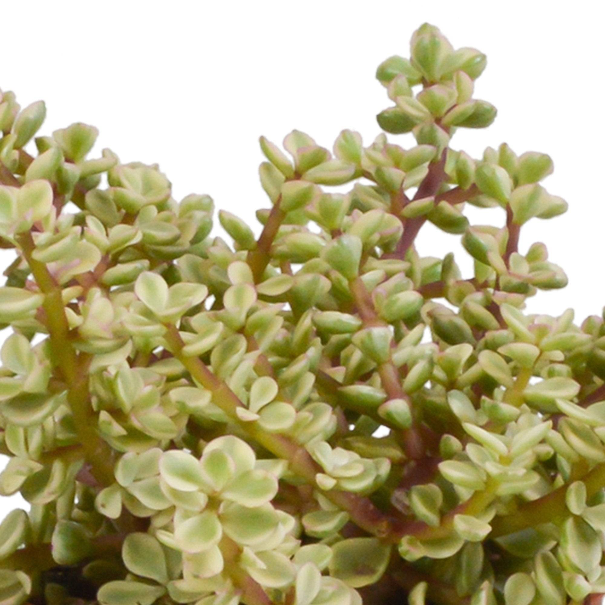 Coffret crassula et ses caches-pots terracotta - Lot de 3 plantes, h21cm- La Green Touch - Image 4