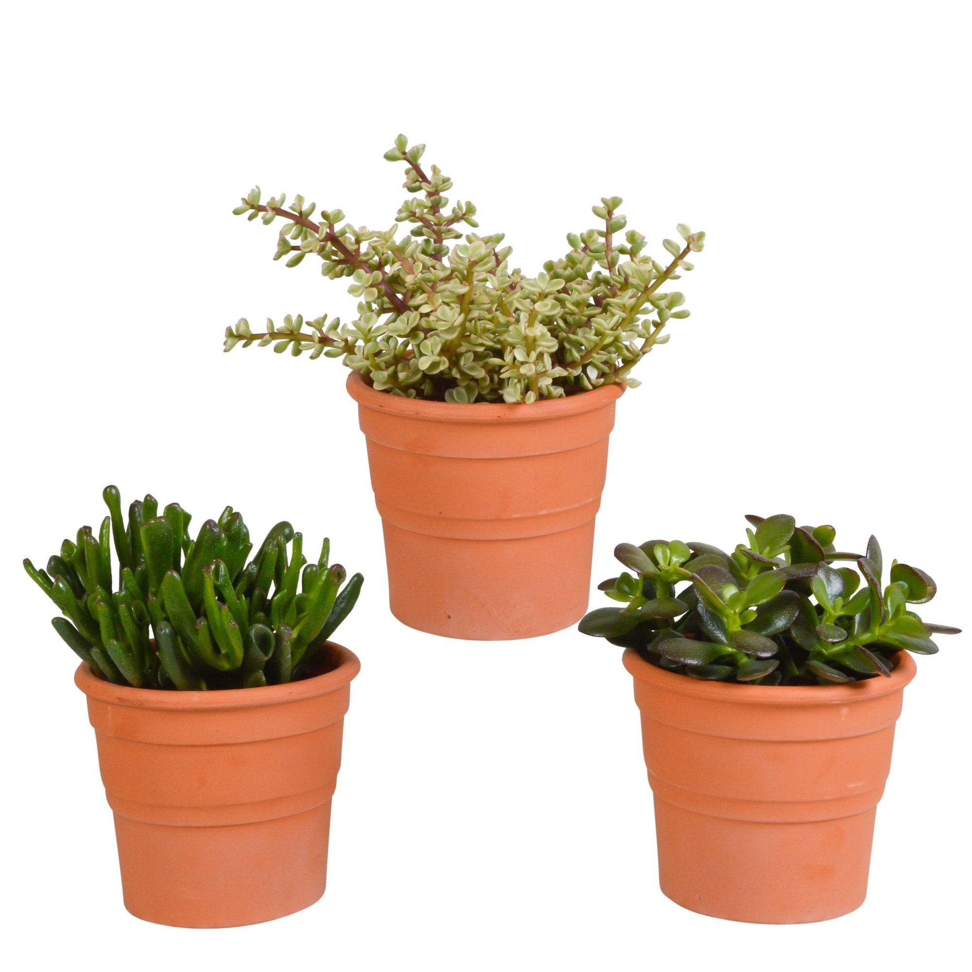 Coffret crassula et ses caches-pots terracotta - Lot de 3 plantes, h21cm- La Green Touch - Image 3