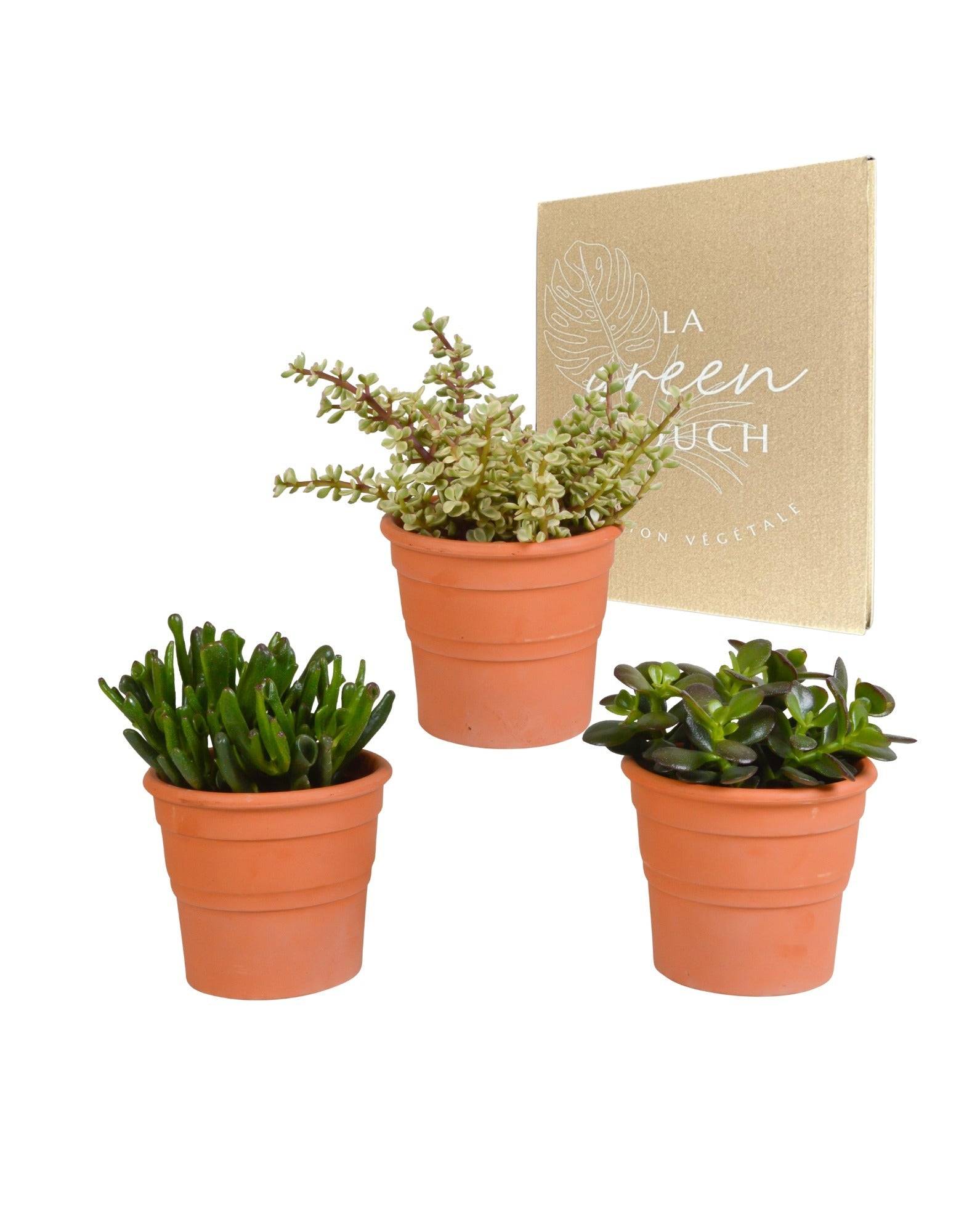 Coffret crassula et ses caches-pots terracotta - Lot de 3 plantes, h21cm- La Green Touch - Image 2