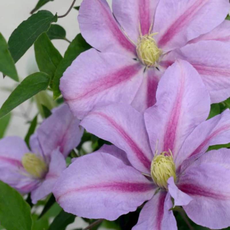 Clématite Volunteer™ 'Evipo080' à fleurs Rose - feuillage Caduc - Pot de 2,5L - Echelle bambou 30/60 cm-  hauteur à maturité De 1,00 m à 1,50 m - Image 2