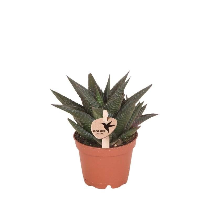Succulente Haworthia Limifolia - Ø6cm - ↕11cm - Plantes d'intérieur - Image 1