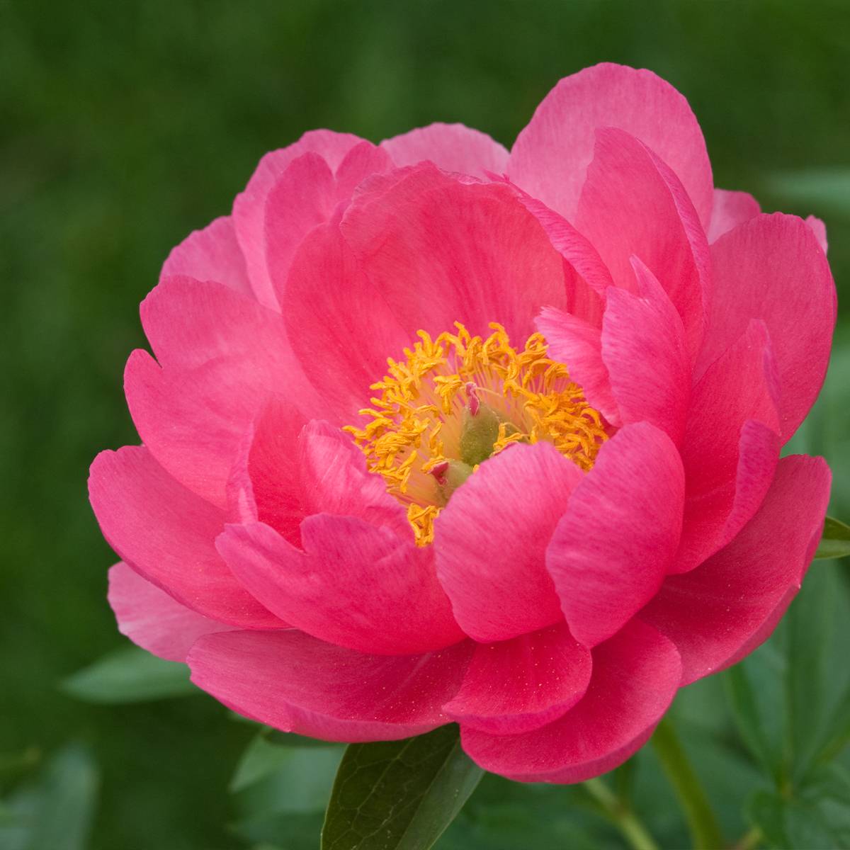 Promesse de Fleurs - Pivoine lactiflora Cytherea Souche 3/5 yeux