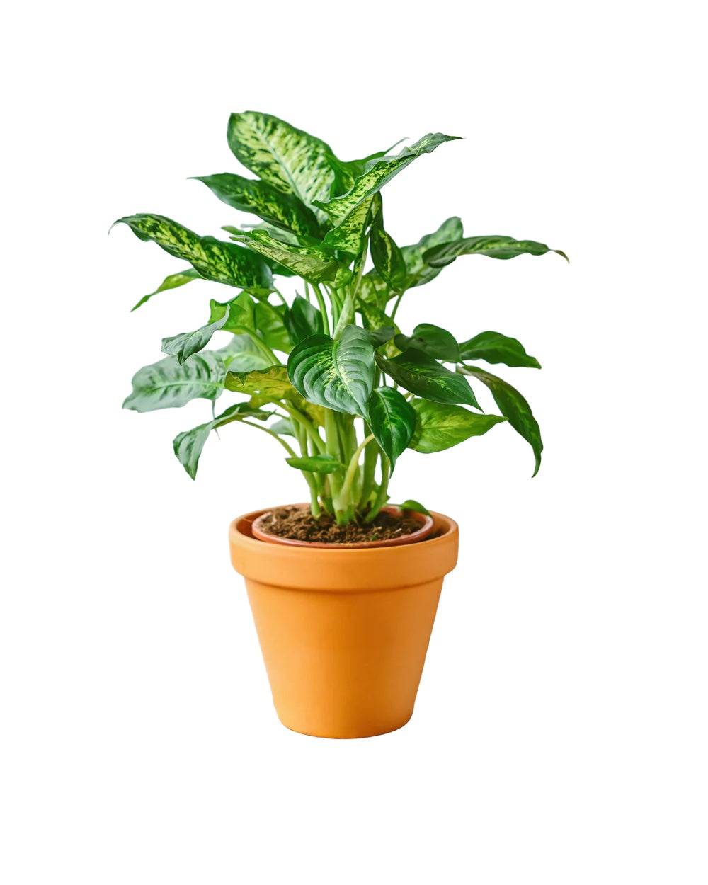 Dieffenbachia Compacta Mars 45cm - Plante d'intérieur- La Green Touch - Image 1