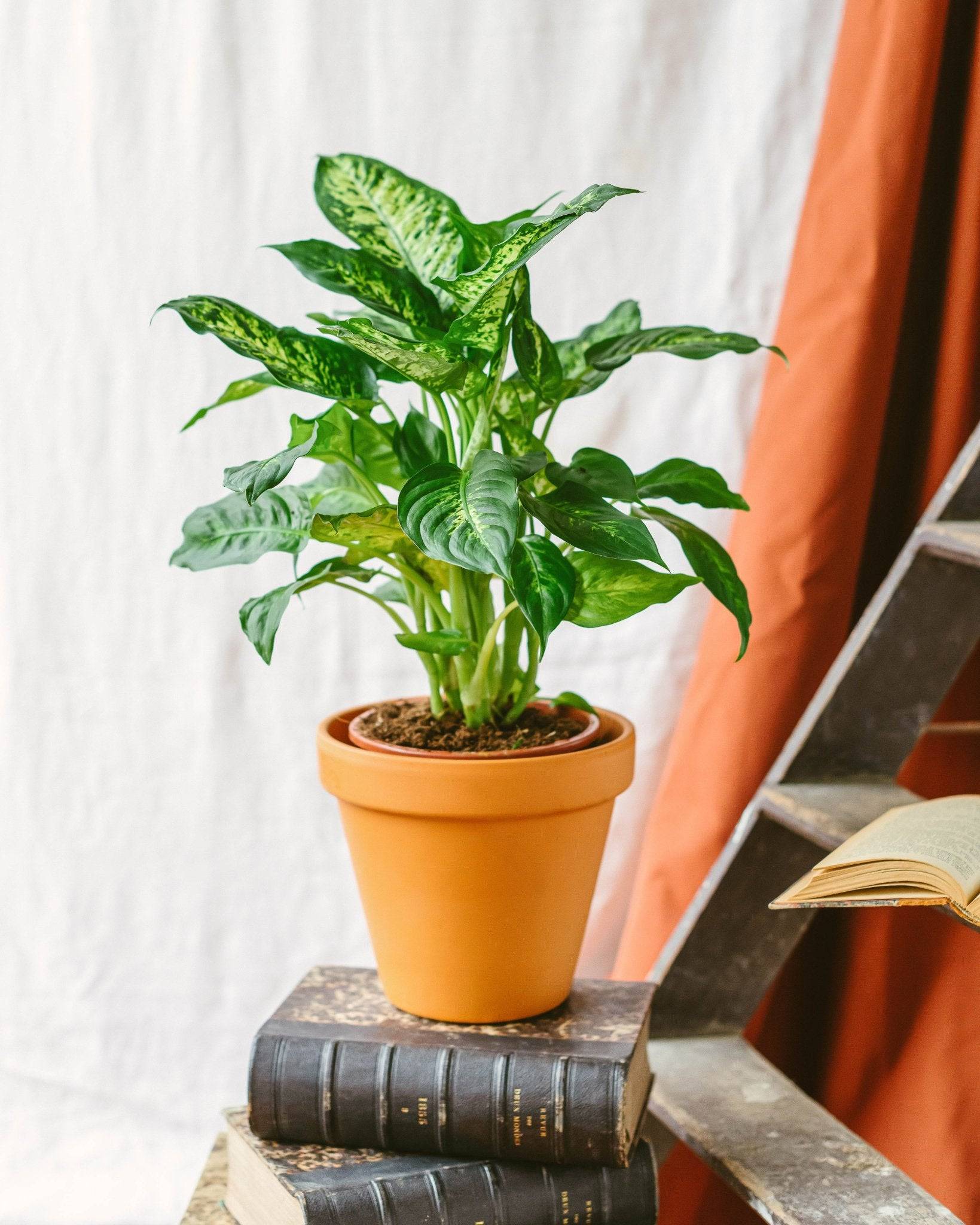 Dieffenbachia Compacta Mars 45cm - Plante d'intérieur- La Green Touch - Image 3