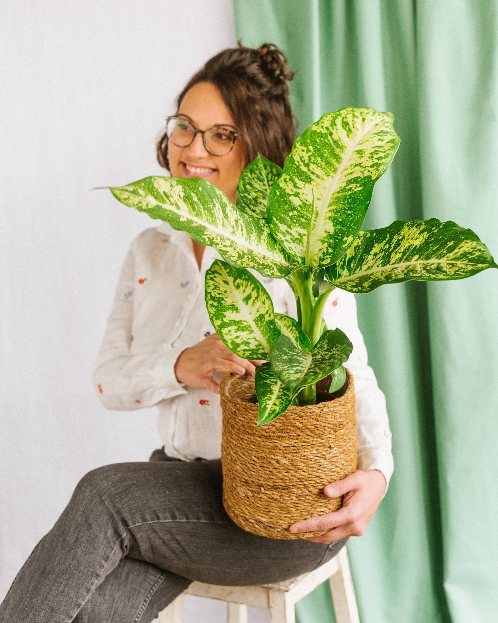 Dieffenbachia Compacta Mars 45cm - Plante d'intérieur- La Green Touch - Image 2