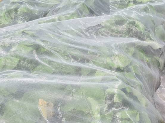 Filet anti-insectes 45gr/m² - Spécial Altise 8.8m x 20m Cristal