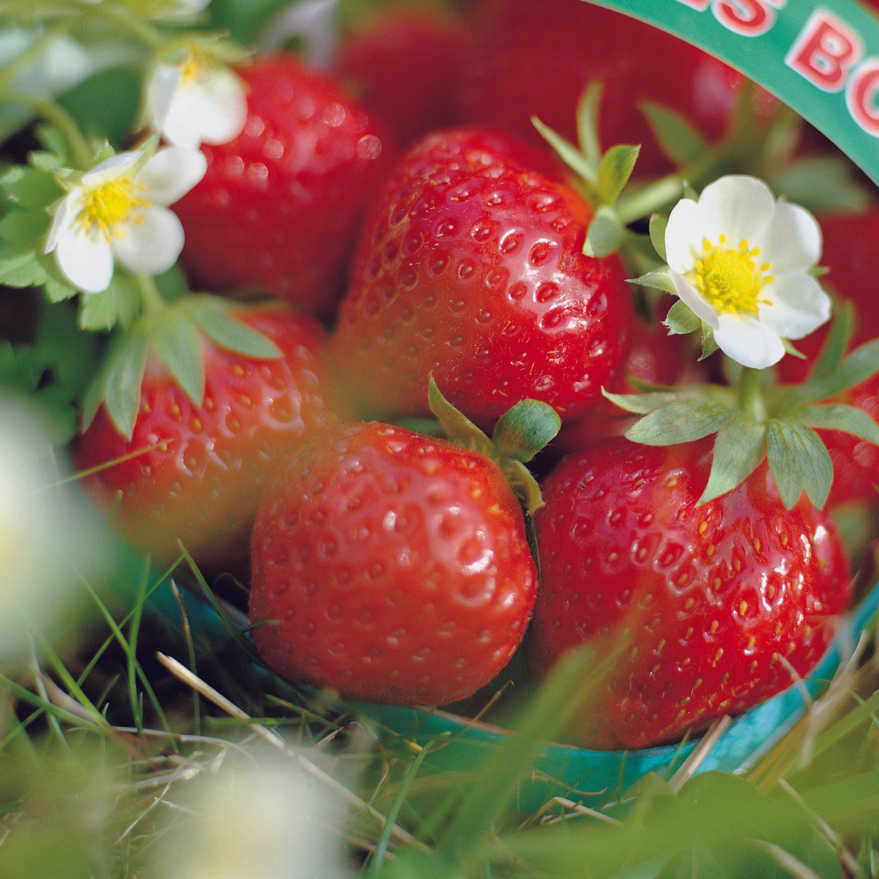 Fraisier Mara des Bois (remontant) Motte 4 cm x 4,5 cm (par 3)