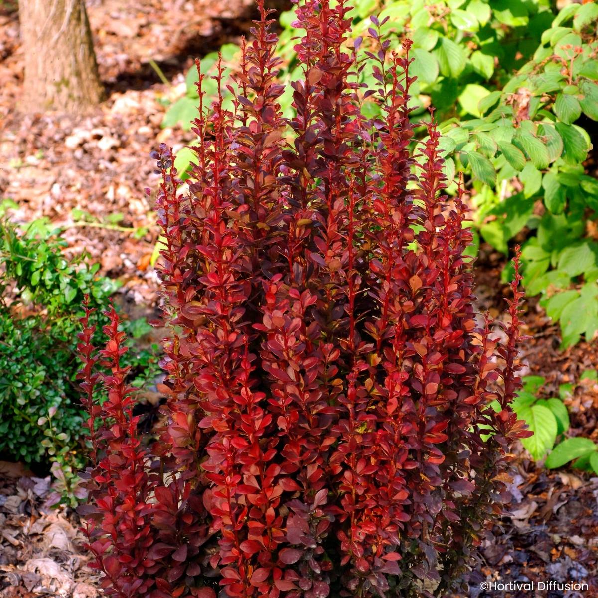 Berberis thunbergii Red Torch - Epine-vinette Godet de 8/9 cm