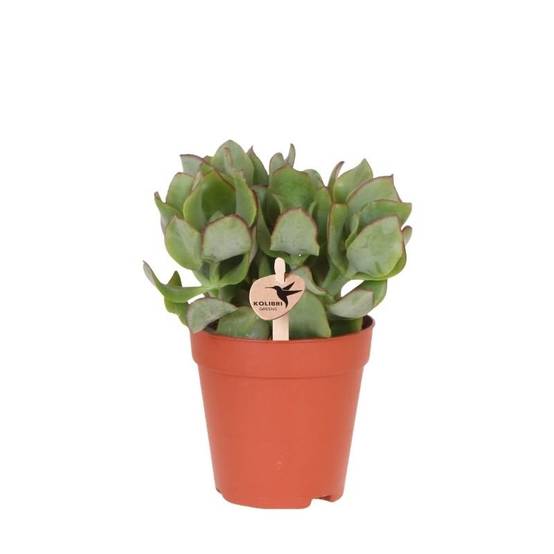 Succulente Crassula Arborescens - Ø9cm - ↕16cm - Plantes d'intérieur - Image 1