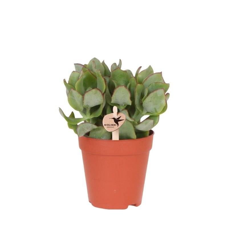 Succulente Crassula Arborescens - Ø9cm - ↕16cm - Plantes d'intérieur - Image 1