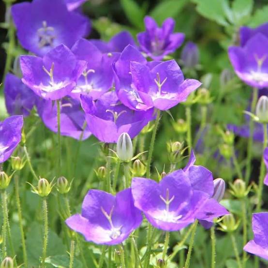 Campanule carpatica Clips bleue - Campanule des Carpates Godet de 8/9 cm