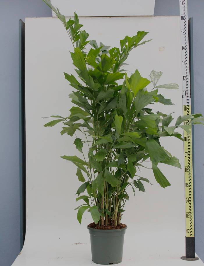 0 - Caryota mitis (Palmier à queue de poisson) Pot de 50L - 125/150cm - Image 1