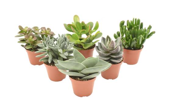 Mix de 6 Crassula 14cm - Plante d'intérieur- La Green Touch - Image 1