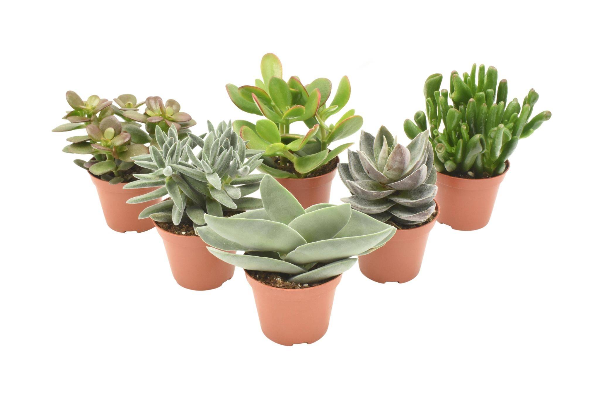 Mix de 6 Crassula 14cm - Plante d'intérieur- La Green Touch