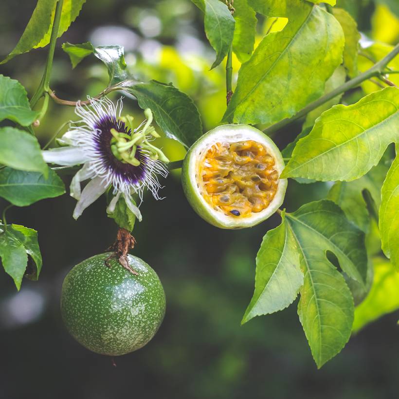 Graines de Fleur de la Passion - Passiflora edulis le sachet de 50 graines environ (1g)