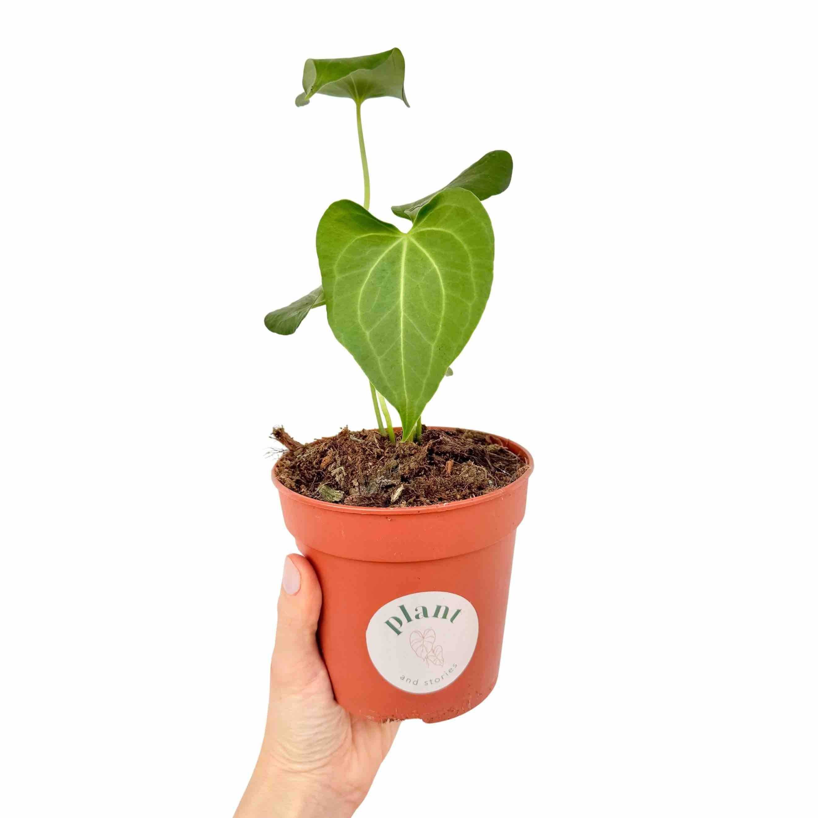 Anthurium clarinervium x pedatoradiatum - Pot de 12cm - Plantes d'intérieur - Image 1