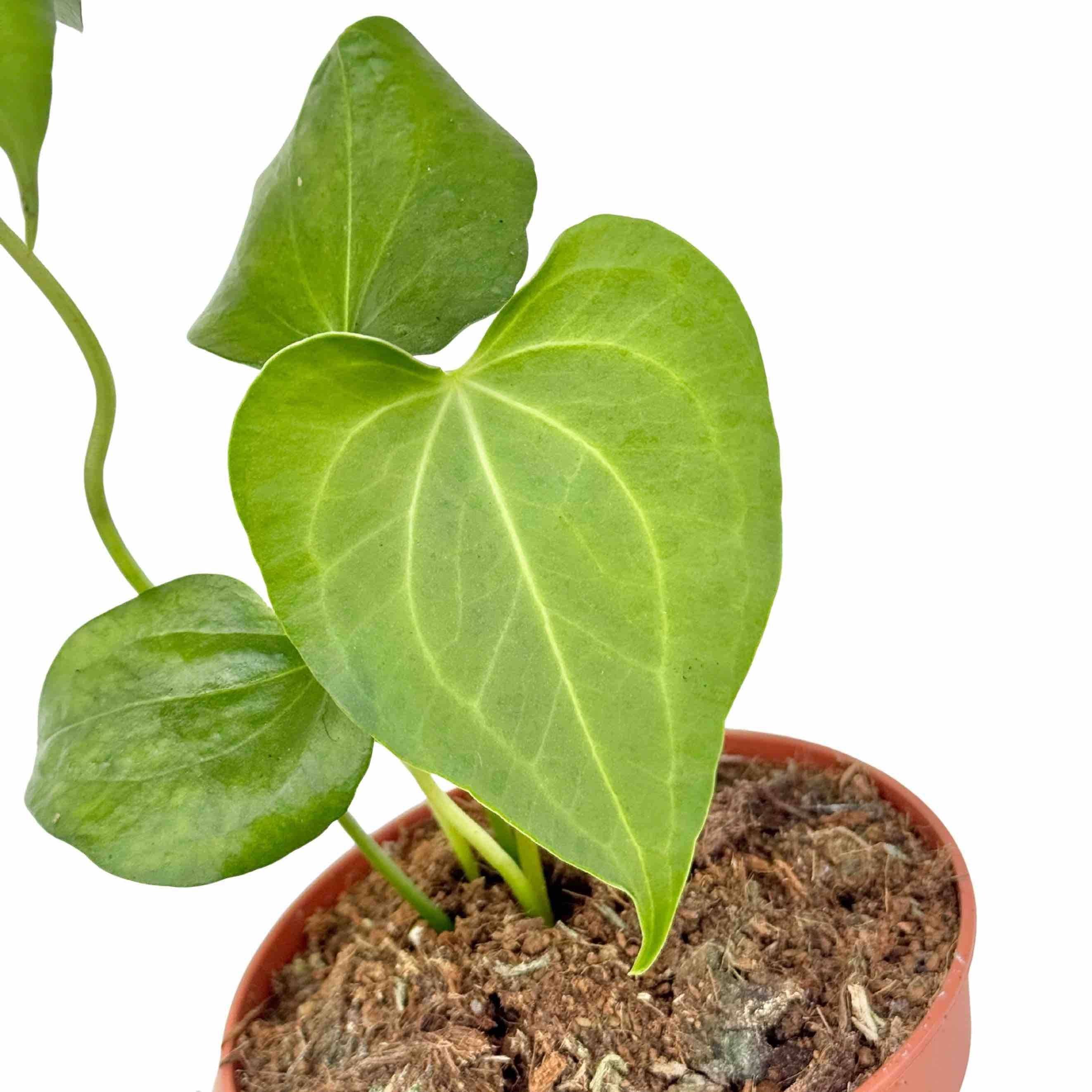 Anthurium clarinervium x pedatoradiatum - Pot de 12cm - Plantes d'intérieur - Image 2