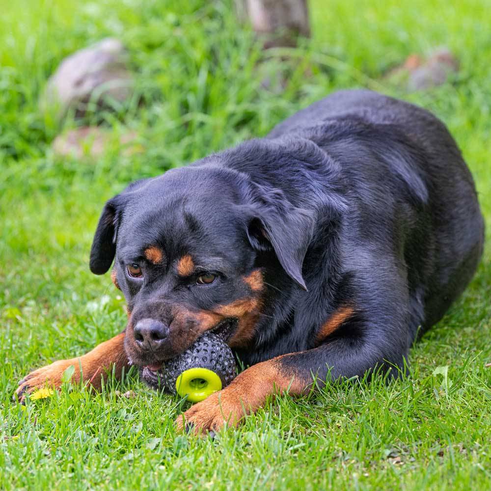 Ferplast - Ferplast Jouet Chien, Distributeur croquettes,  en Matériau Durable, Non Toxique, Résistante aux Morsures, Rebondissant et Flottant, CHEWA BOING Balle - Image 7