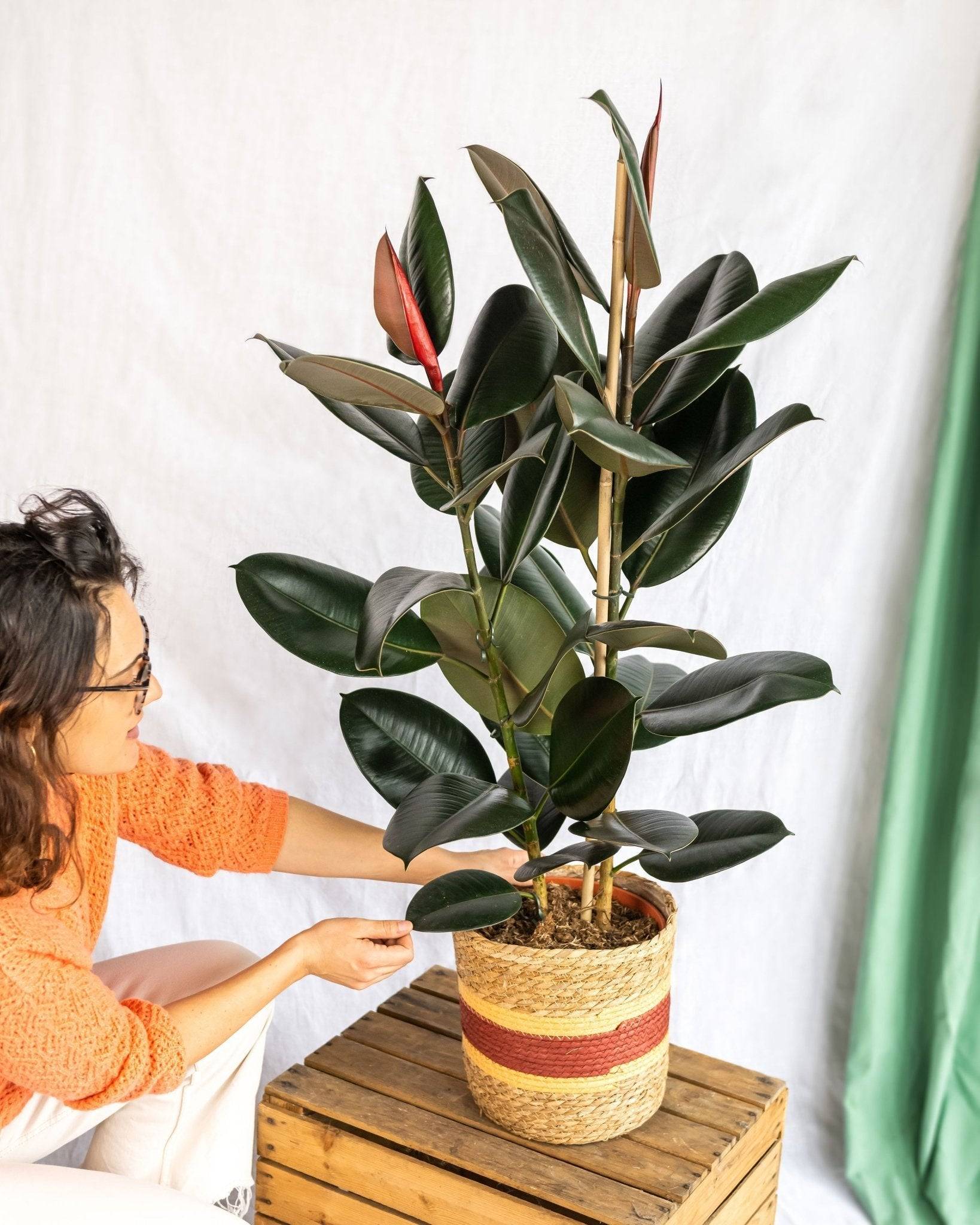 La Green Touch - Ficus Abidjan XL 85cm - Plante d'intérieur- La Green Touch - Image 2