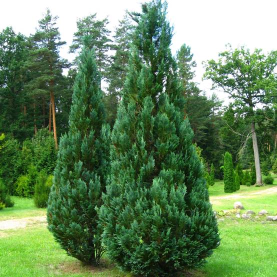 Chamaecyparis lawsoniana Columnaris - Cyprès de Lawson Pot de 4L/5L - Image 1