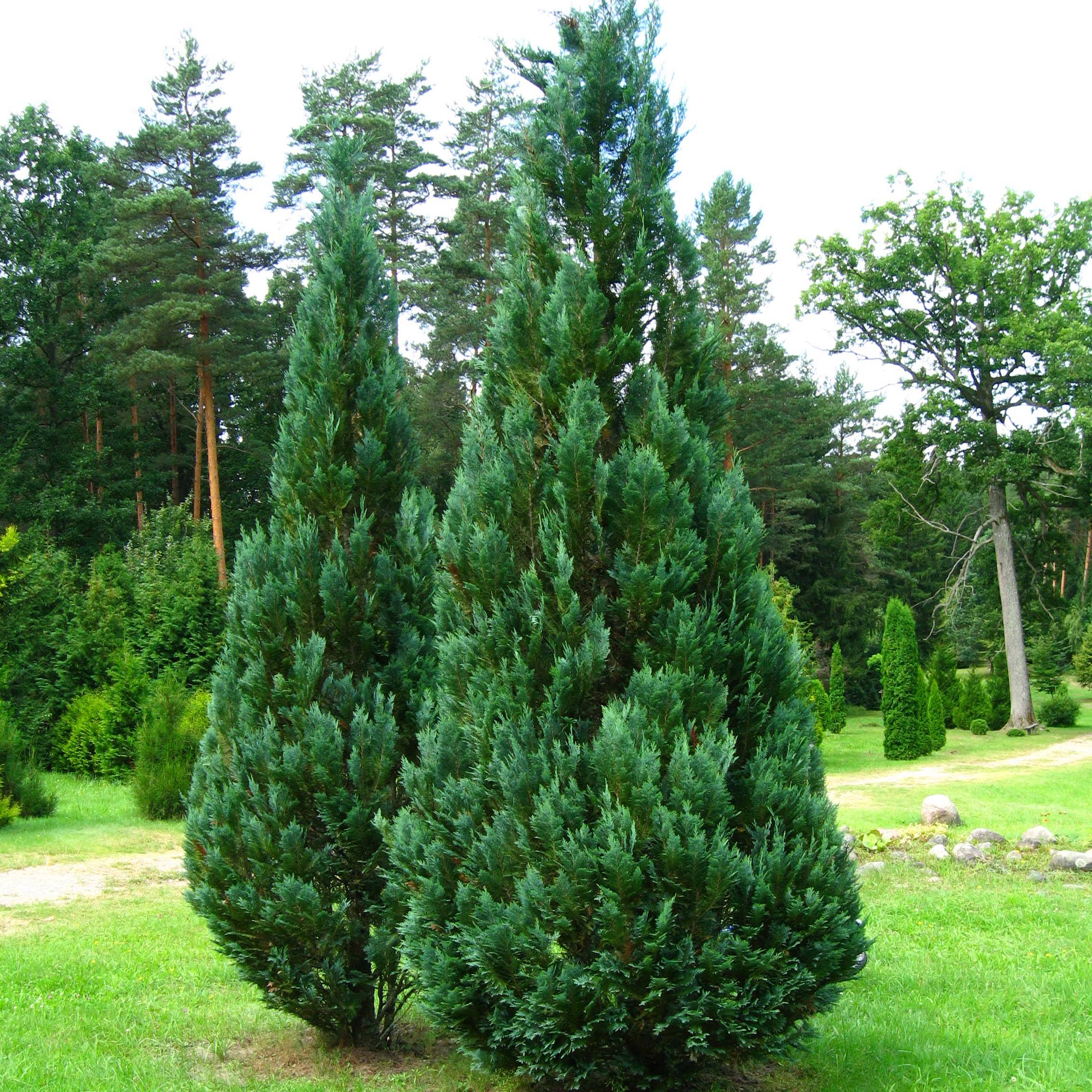 Chamaecyparis lawsoniana Columnaris - Cyprès de Lawson Pot de 4L/5L - Image 1